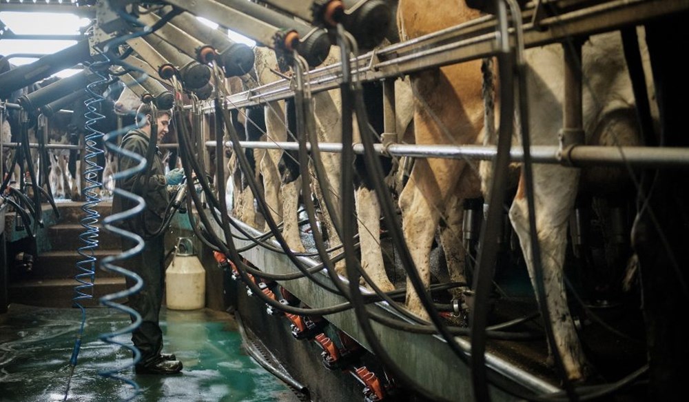 A man standing in a milking shed behind a row of cows.